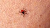 Garrapatas y enfermedad de Lyme: consejos para evitar la infección que puede transmitir la picadura de estos insectos