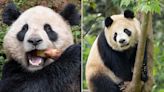 Pandas Are Returning to the San Diego Zoo! Meet the 'Gentle' Bears Moving to California