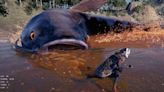 Large catfish spotted chasing tiny little man around in Japanese folklore game, is terrifying, wonderful