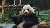Archaeologists say they've found the full skeleton of a giant panda in a Chinese emperor's 2000-year-old tomb