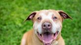 Animal Shelter's Longest-Resident Dog Is Overjoyed to Be Adopted in Tear-Jerking Video
