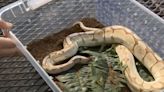 Chompers the python sent would-be thief running in botched robbery attempt, police say