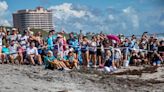 Loggerhead turtles Josie, Petunia, healthy at last, return to sea as hundreds cheer them on