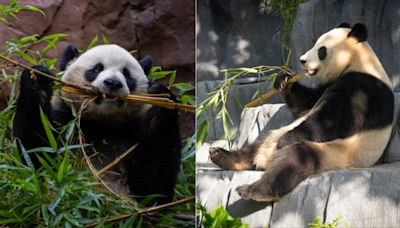 First giant pandas to enter US in 21 years make their debut at San Diego Zoo