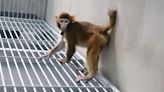 New cloned monkey species highlights limits of cloning