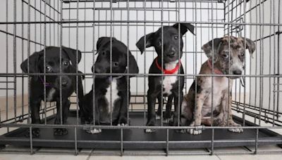 8 Puppies Found Abandoned & Rescued From Carrier in Texas