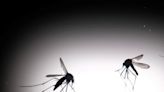 India may have dengue vaccine by 2026; Takeda initiates clinical trials