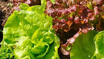 Person dies after E. coli outbreak linked to lettuce leaves