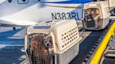 French Bulldogs, Poodles and Dozens of Other Dogs Saved from Puppy Mills and Flown to New Homes