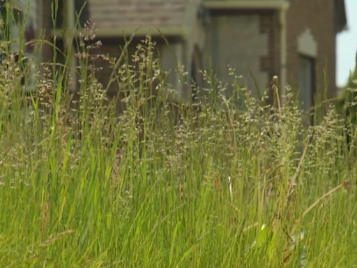 City of Madison encouraging homeowners to take part in Low Mow May