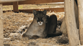 Mountain lion hit by car returns to wild after recovering in Ramona