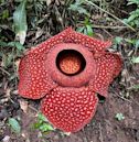 Rafflesia arnoldii