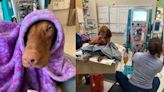 Doggie Dialysis: DoveLewis saves two dogs from potential overdose