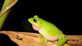 守護瀕危物種 諸羅樹蛙的遺傳多樣性研究