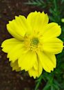 Cosmos sulphureus