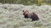 Grizzly bear attacks worker in a ‘surprise encounter’ in Wyoming creek, officials say