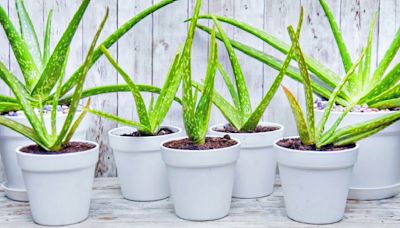 Plant Pro Shares How to Propagate Aloe Plants In 3 Easy Steps!