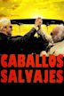 Caballos salvajes