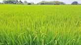 南台灣一期稻作進入收穫期 農糧署南區分署籲不青割不搶割維護稻穀品質