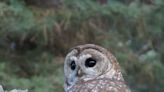 Owls in Arizona: What they eat, is it good to have one in your yard, are they dangerous