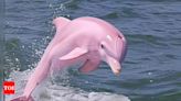 Rare pink Dolphin photo goes viral: Is it real or fake? - Times of India