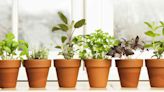 How to Grow an Indoor Herb Garden