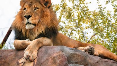 Phoenix Zoo's male lion, Boboo, humanely euthanized after aggressive cancer diagnosis