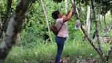 El momento de oro del cacao motiva a agricultores peruanos a aprender su mejor manejo