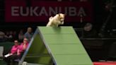 You can watch clever Crufts dogs live on TV this weekend
