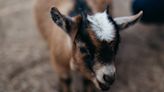 Farmer Hilariously Suggests Getting Baby Goats for a Better Alarm Clock