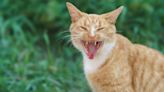 Rabid Cat Dies the Day After Biting Owner in Florida