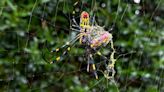 Joro spiders are back in the news. Here's what the experts really think about them