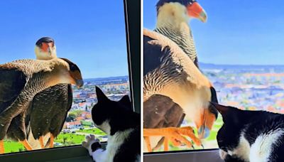 Watch moment cat and huge bird of prey come face-to-face