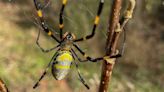Are 'giant, flying' joro spiders really taking over the U.S.?