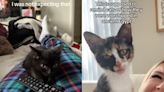 New TikTok trend has cat owners serenading their pets with sounds of Ancient Egypt - Dexerto