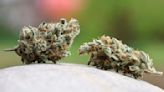 Cannabis-Gesetz: Unions-Justizminister verlangen Änderungen