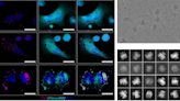 Nanorrobôs destroem células cancerígenas em testes com animais