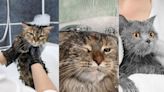 ¿Qué sucede si baño a un gato sin vacunar, según especialistas?