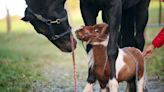 At 20 inches tall, Pumuckel the pony is vying for the title of world's smallest horse