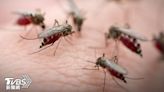 網傳「不能打吸血蚊子」！拍下恐染病 專家1關鍵打臉：沒差│TVBS新聞網