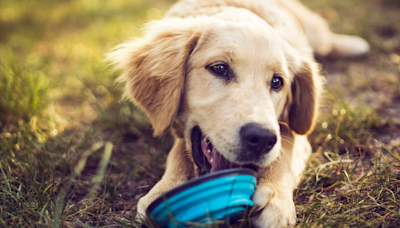 Golden Retriever Pup Showing Off 'Big Boy Teef' Has People Squealing