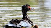 Seaside North Carolina town overrun with hundreds of non-native ducks