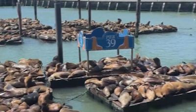 San Francisco Pier 39 seeing record number of sea lions