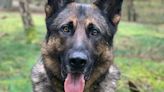 Police dog dies after chasing down moped thieves