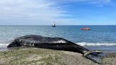 Ballenas: un cambio clave en el agua en Golfo Nuevo genera expectativas de que concluya la mortantad