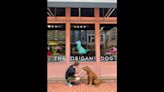 One-stop pet shop The Origami Dog now open in Sundance Square, downtown Fort Worth
