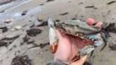 Invasive 'American' blue crabs are taking over the Mediterranean Sea: Here's why