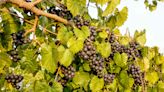 How to Plant and Grow Muscadine Grapes