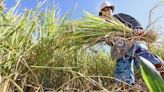 Imee: Extend aid to rice farmers - BusinessWorld Online