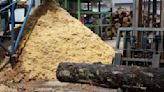 Malaysia and Japan test recycling dead palm trees into biofuel